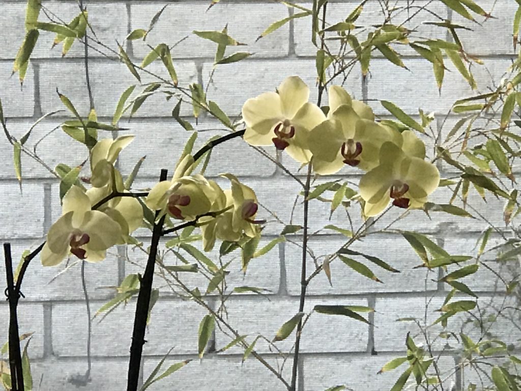 Chandeleur Orchids with Bamboo