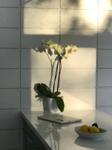 Chandeleur Indoor Orchid